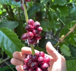 Lưu ý quan trọng khi thu hái cà phê