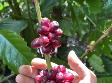 Lưu ý quan trọng khi thu hái cà phê